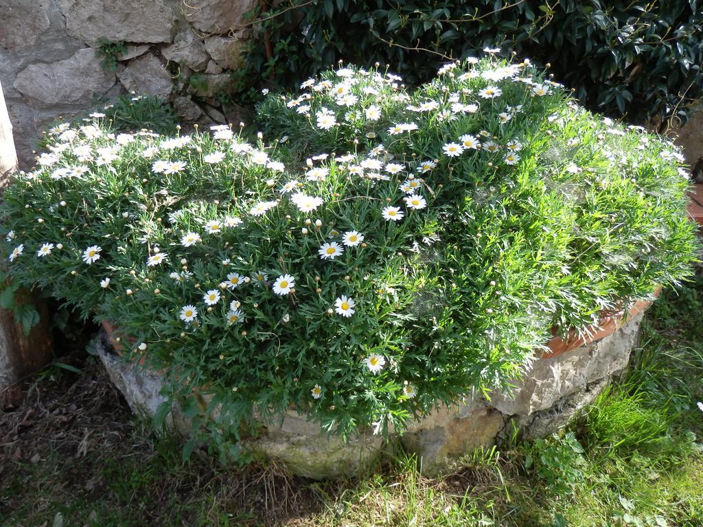 Giardino 21 Marzo Bed and Breakfast Vico Equense Buitenkant foto